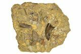 Serrated, Tyrannosaur (Nanotyrannus) Tooth in Situ - Wyoming #379725-1